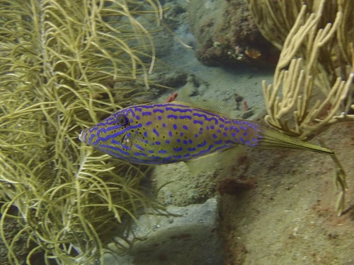 Scrawled Filefish