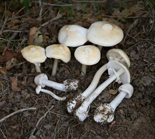 Eastern North American Destroying Angel