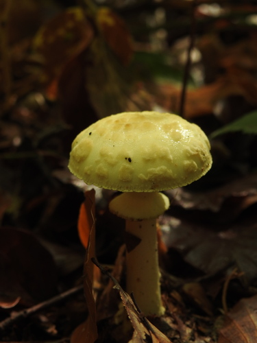 False Death-cap