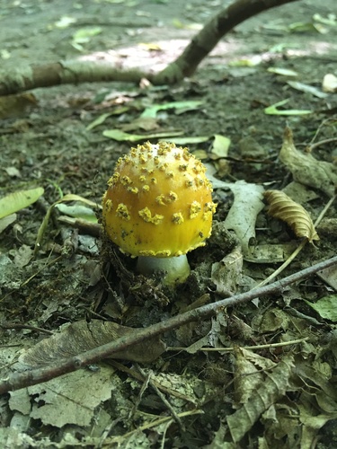 Yellow American Blusher