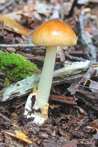 Tawny Grisette