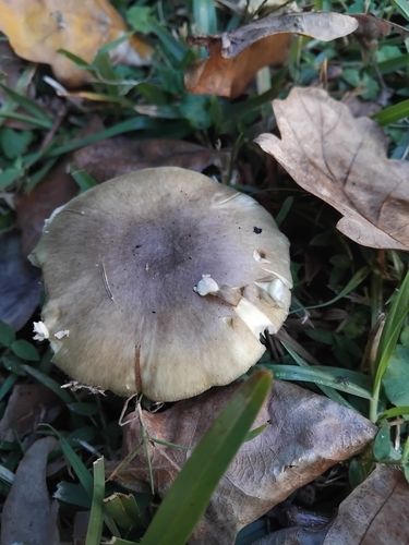 Deathcap