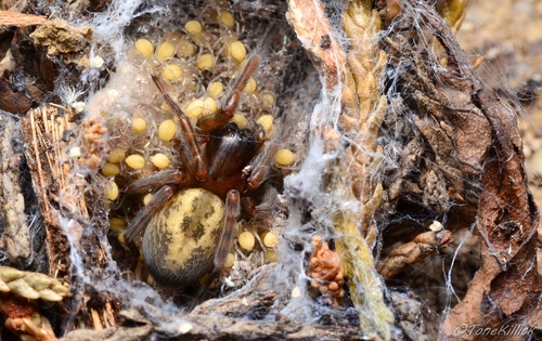 Lace-Weaver Spider