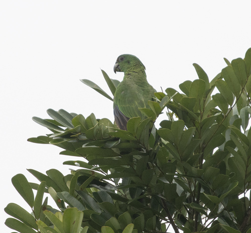 Black-billed Amazon