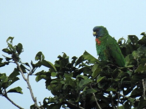 Red-necked Amazon