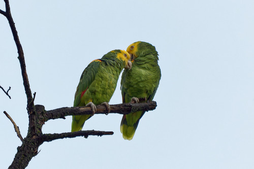 Yellow-headed Amazon