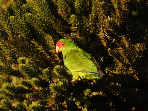 Red-spectacled Amazon