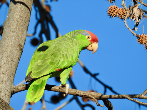 Red-crowned Amazon