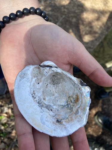Three-ridge Mussel