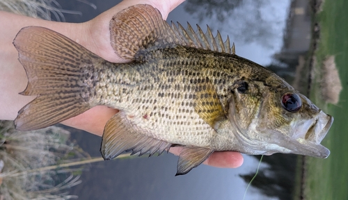 Rock Bass