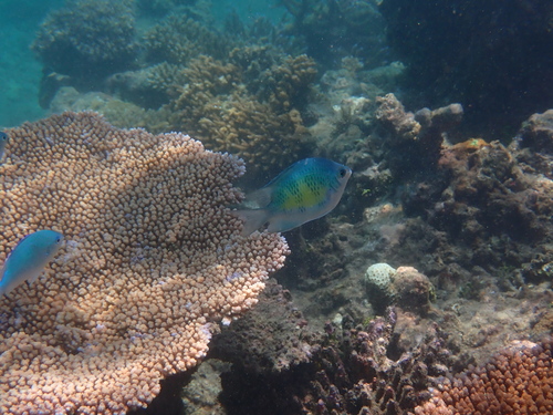 Staghorn Damsel