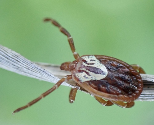 Gulf Coast Tick