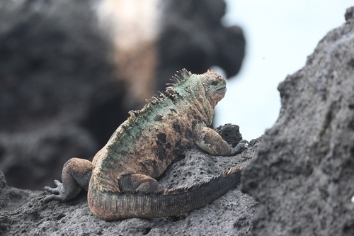 Marine Iguana