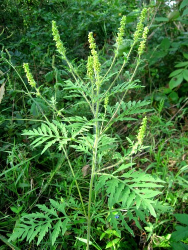 Common ragweed