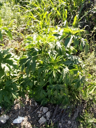 Giant ragweed