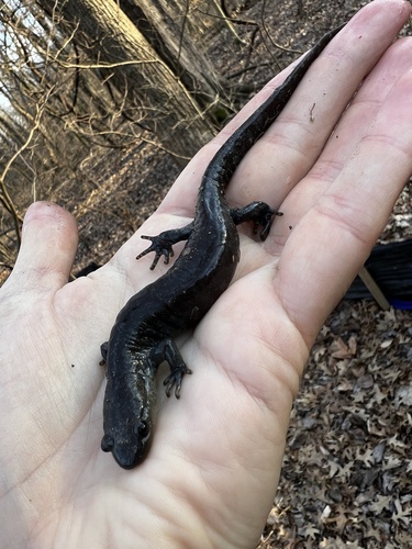 Jefferson Salamander