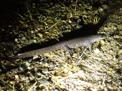 Blue-spotted Salamander