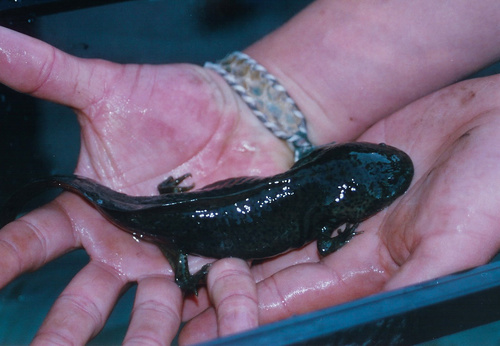 Axolotl