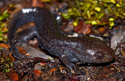 Mole Salamander