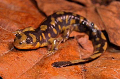 Eastern Tiger Salamander
