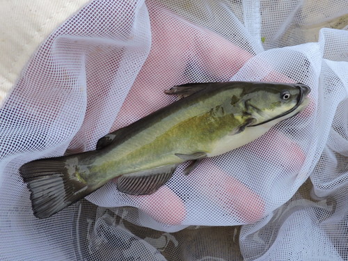 Black Bullhead