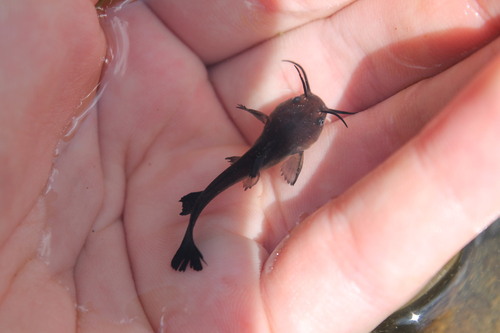 Yellow Bullhead