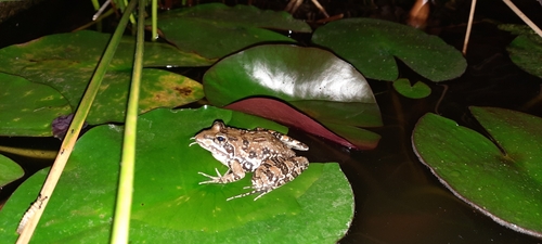 Common River Frog