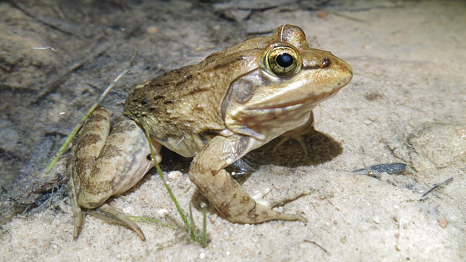 Cape River Frog
