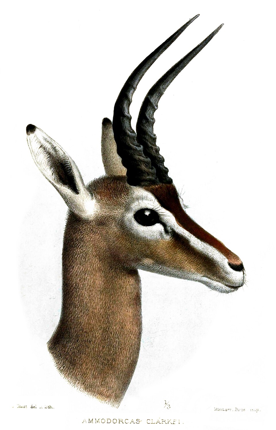 Dibatag