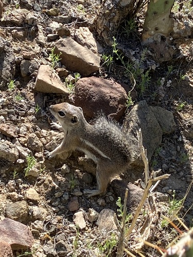 Harris' Antelope Squirrel