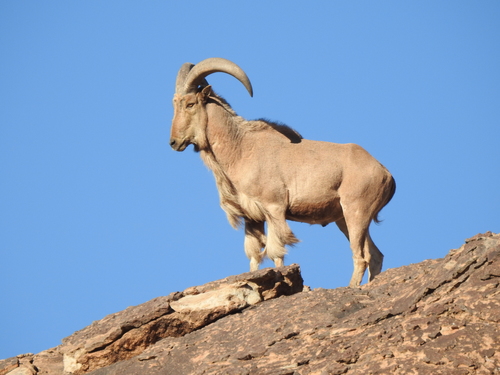 Aoudad
