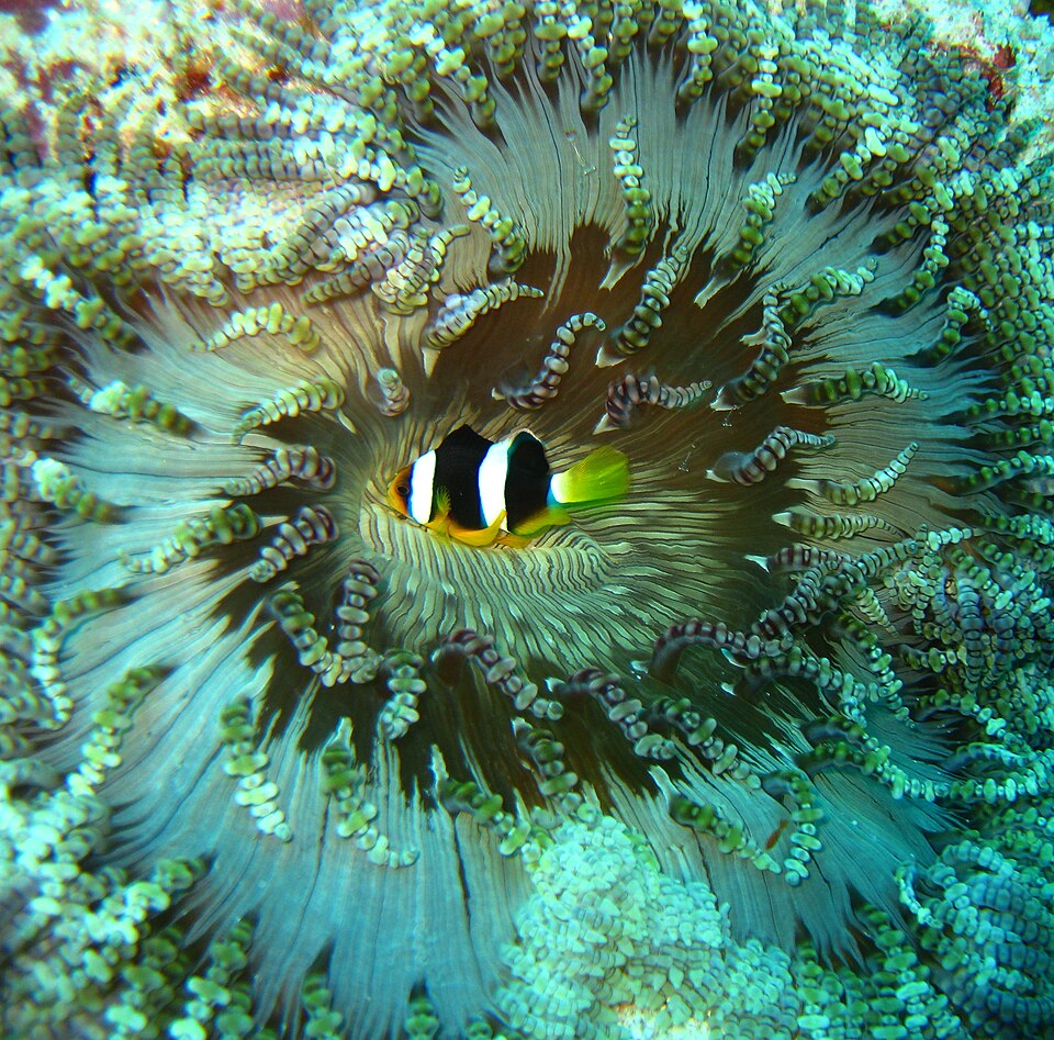 Clark's Anemonefish