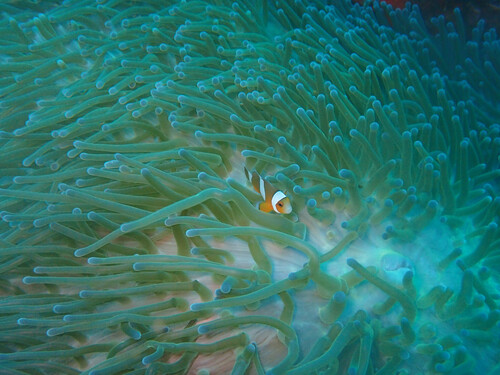 Ocellaris Anemonefish