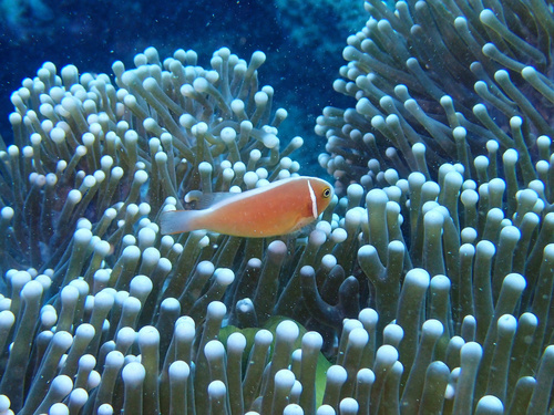 Pink Skunk Anemonefish