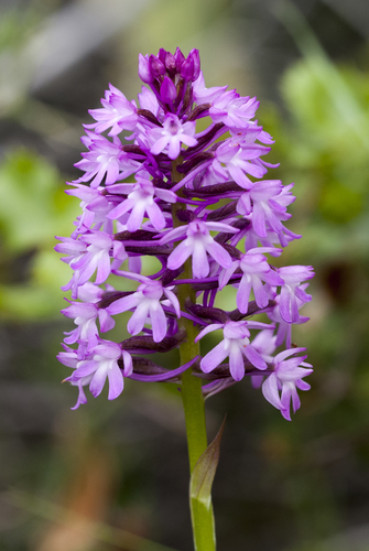 Pyramidal orchid