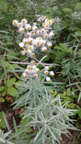 Pearly everlasting
