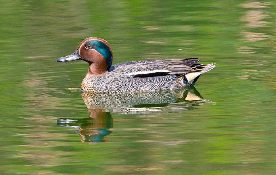 Green-winged Teal