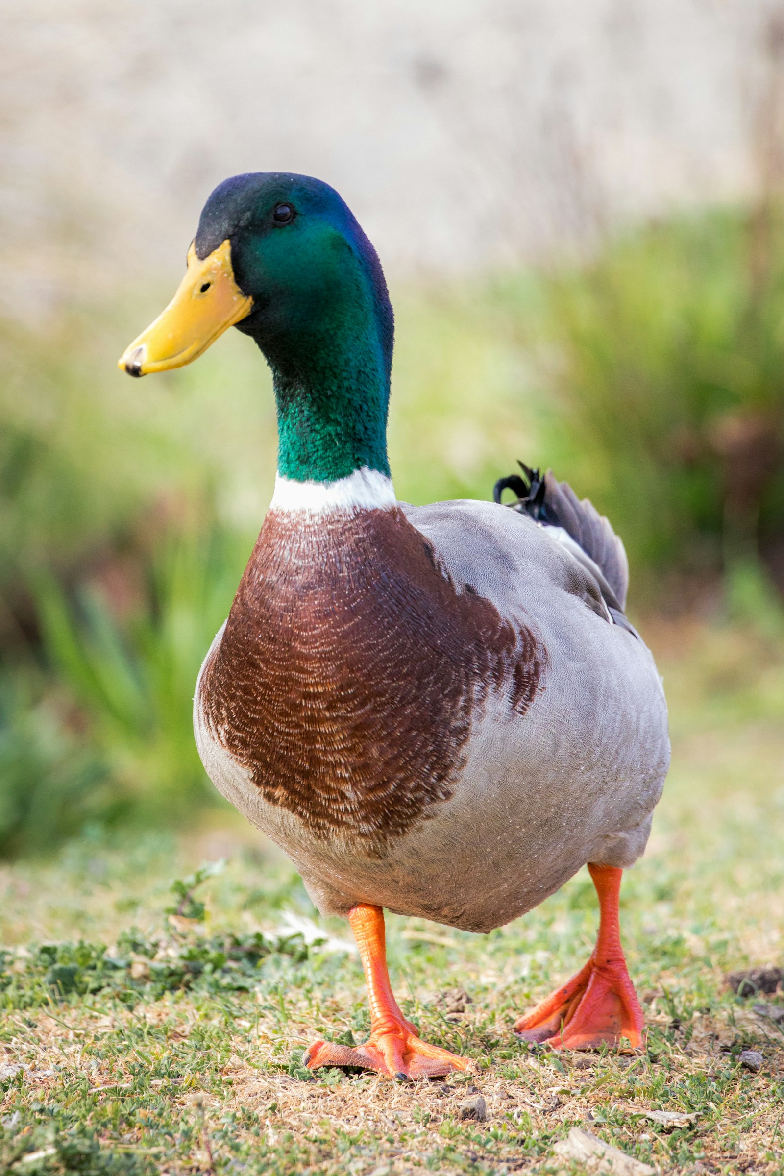 Mallard
