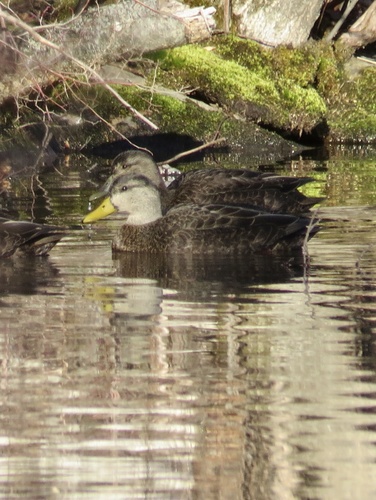 American Black Duck