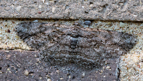 North American Common Gray