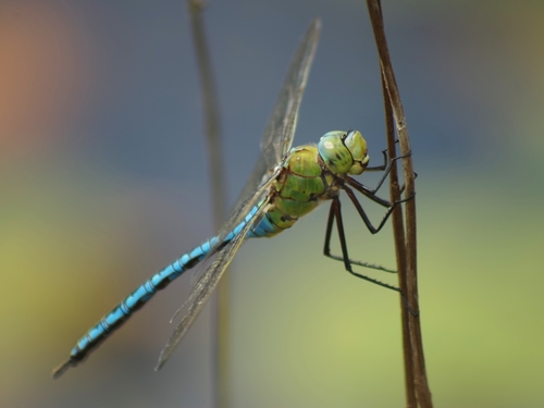 Blue Emperor