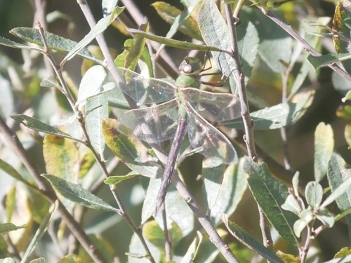 Common Green Darner