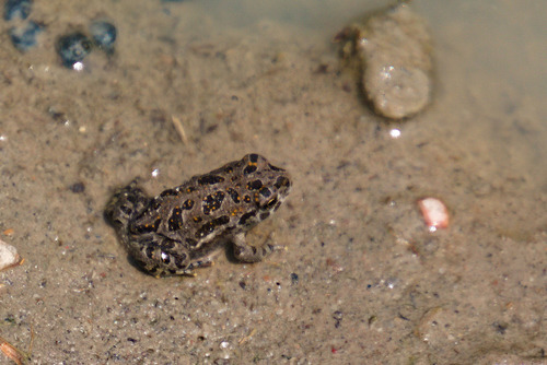 Great Plains Toad