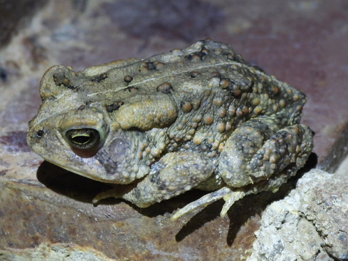 Fowler's Toad