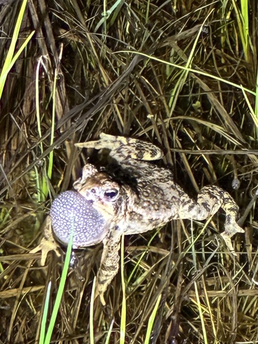 Canadian Toad