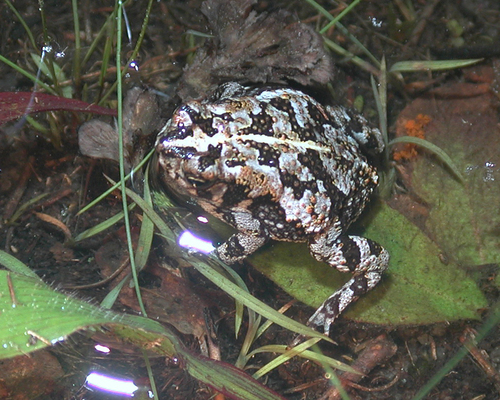 Oak Toad