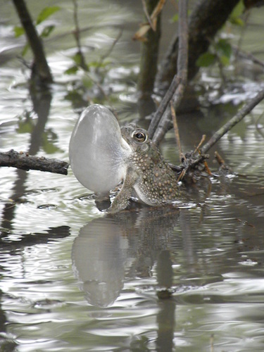 Texas Toad