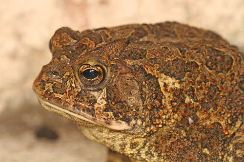 Southern Toad