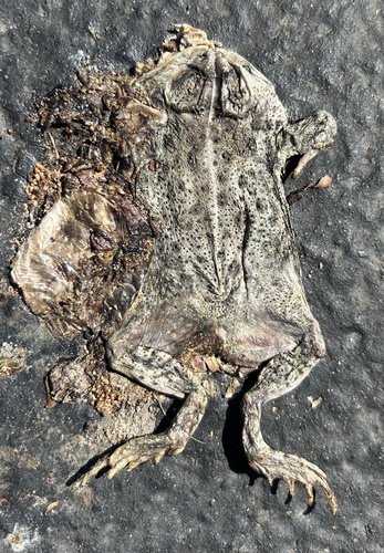 Woodhouse's Toad