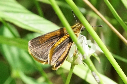 Least Skipper
